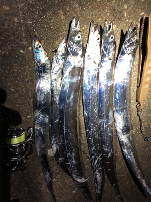 タチウオ開幕！