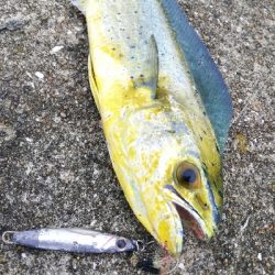 ライトショアジギングでネリゴとの戯れ