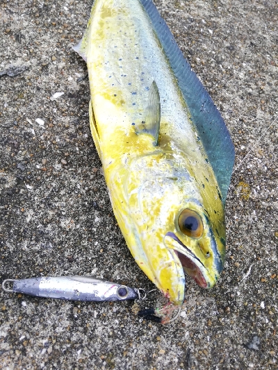 ライトショアジギングでネリゴとの戯れ