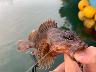 マイクロ岸ジギ