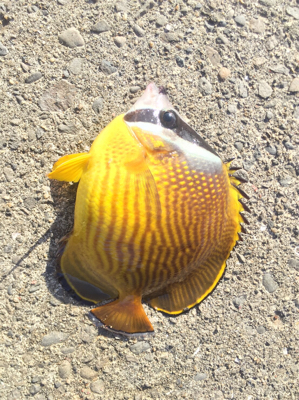 初見草漁港!カンパチ釣れた!