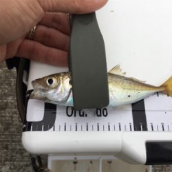 三沢でアジング