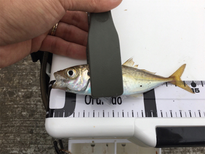 三沢でアジング