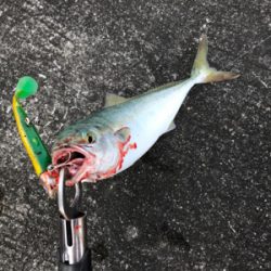 ワカシの回遊は一瞬でした