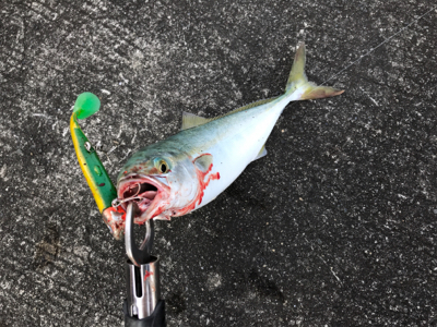 ワカシの回遊は一瞬でした