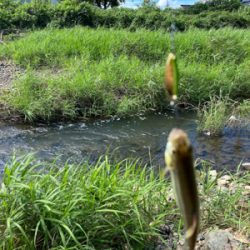 川でスプーンでカワムツ釣り