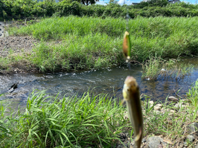 川でスプーンでカワムツ釣り