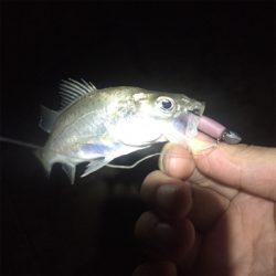 淀川ブリームゲーム