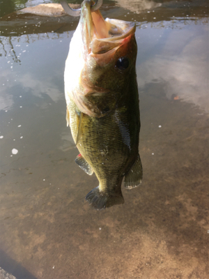 サイトと巻物で