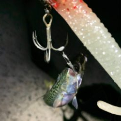 タチウオ釣れへんかな?