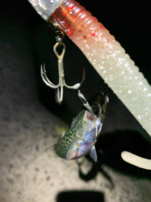 タチウオ釣れへんかな？