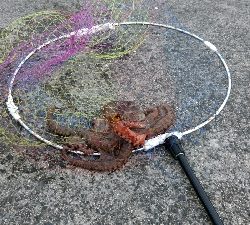 キス狙ってたらまさかのタコ タコの神様ありがとう