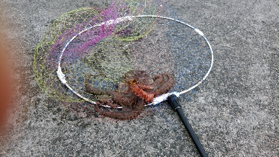 キス狙ってたらまさかのタコ　タコの神様あり…