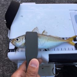 朝まずめアジング