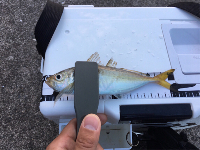 朝まずめアジング