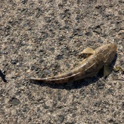 簡単な釣り方で釣れる　初心者のマゴチフィッシング