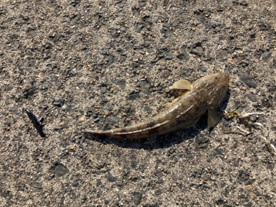 簡単な釣り方で釣れる　初心者のマゴチフィッシング