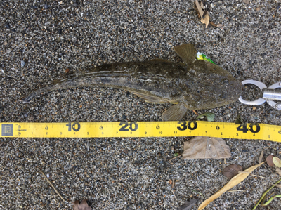 灼熱サーフ河口ランガン