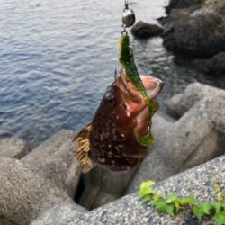 アコウを求めて