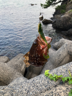 アコウを求めて