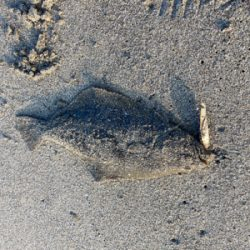 朝マズメで初ヒラメ！