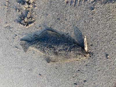 朝マズメで初ヒラメ！