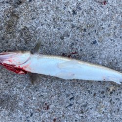 青物釣れず、外道三目^ ^