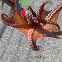 タコは裏切らない！