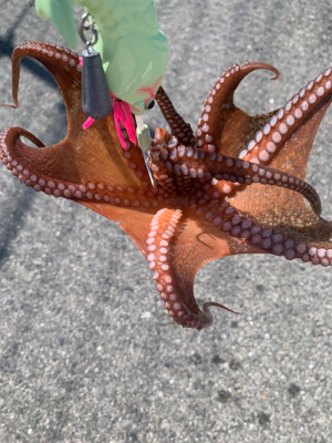 タコは裏切らない！