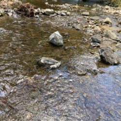 水遊びついでのカワムツ