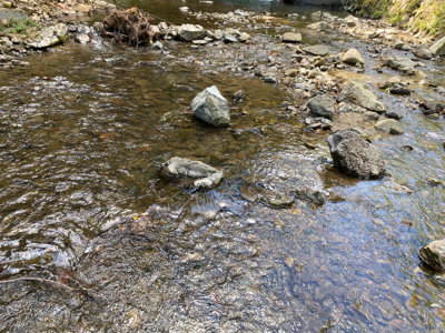 水遊びついでのカワムツ