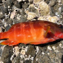 田辺湾沖磯遠征!