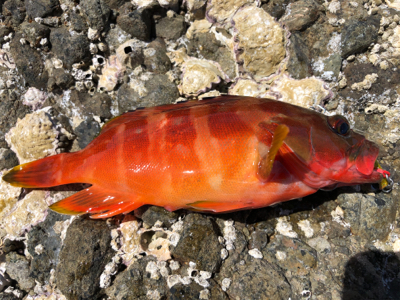 田辺湾沖磯遠征!