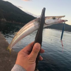 カマス好調でした