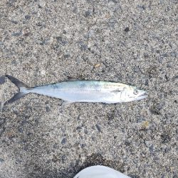 サゴシ30cm　フカセ～サビキ