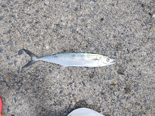 サゴシ30cm　フカセ～サビキ