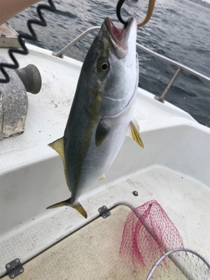 船ジギングは釣れる。