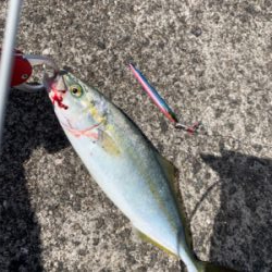 なんとかツバスゲット。。。