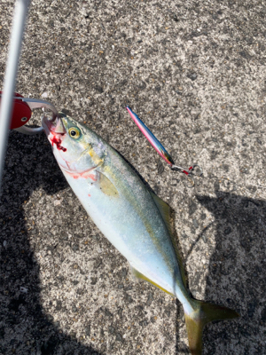 なんとかツバスゲット。。。