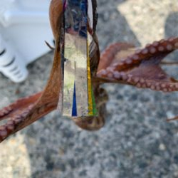 タコ、やばい。