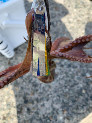 タコ、やばい。