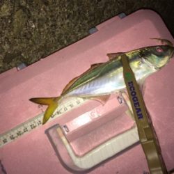 久しぶりのアジング