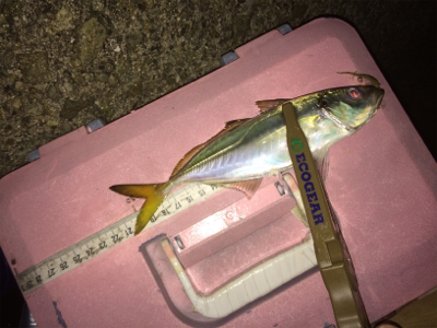 久しぶりのアジング