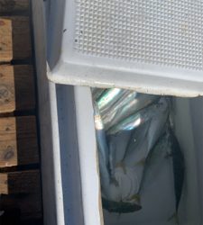 富浦 手漕ぎボート