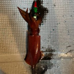 和歌山イカメタル