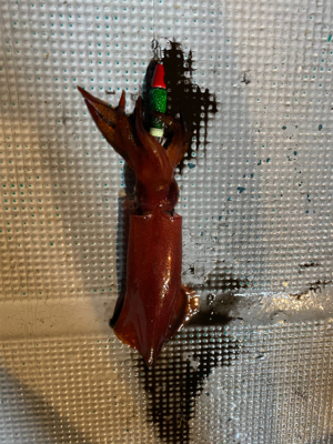 和歌山イカメタル