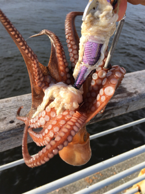 豚バラはどう？