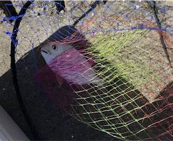 カゴ釣りでヘダイ