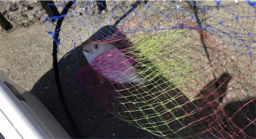 カゴ釣りでヘダイ