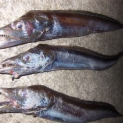 200810タチウオワインド好調